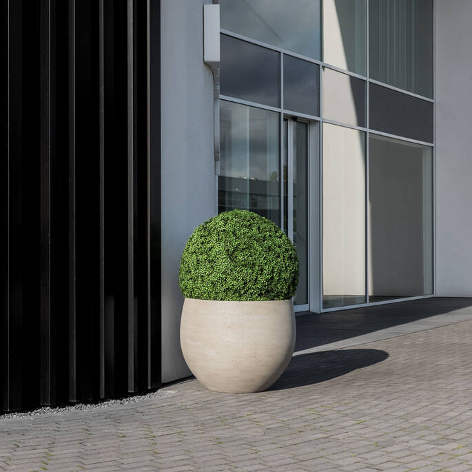 Boxwood