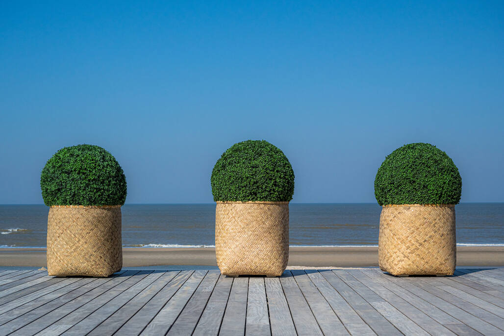 Boxwood Round M, Green