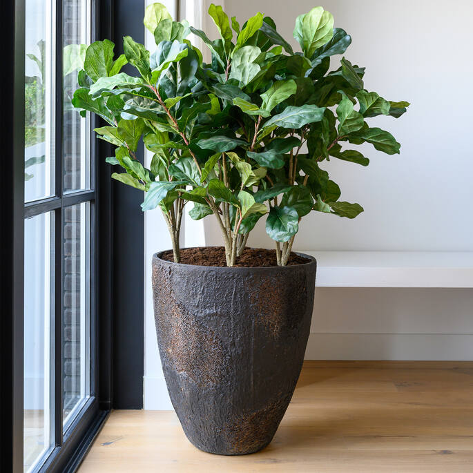 (EU) Ficus Lyrata