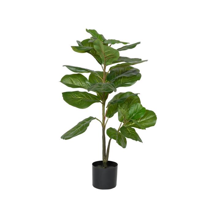 (EU) Ficus Lyrata
