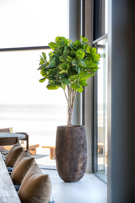 (EU) Ficus Lyrata