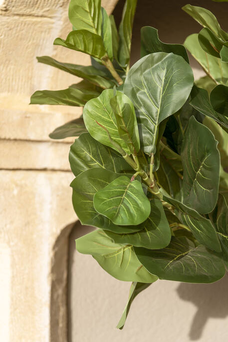 Ficus Lyrata L, Green