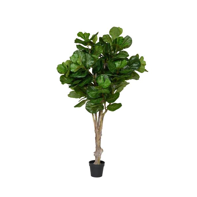 (EU) Ficus Lyrata