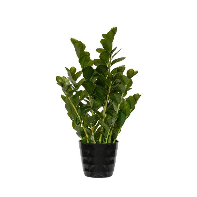 Zamioculcas EU
