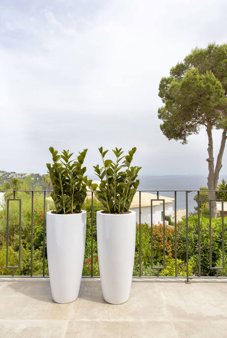 Zamioculcas EU