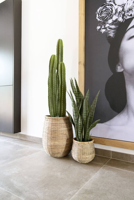 Sansevieria S, Green