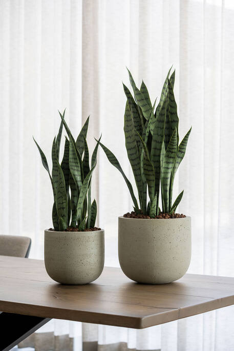 Sansevieria S, Green