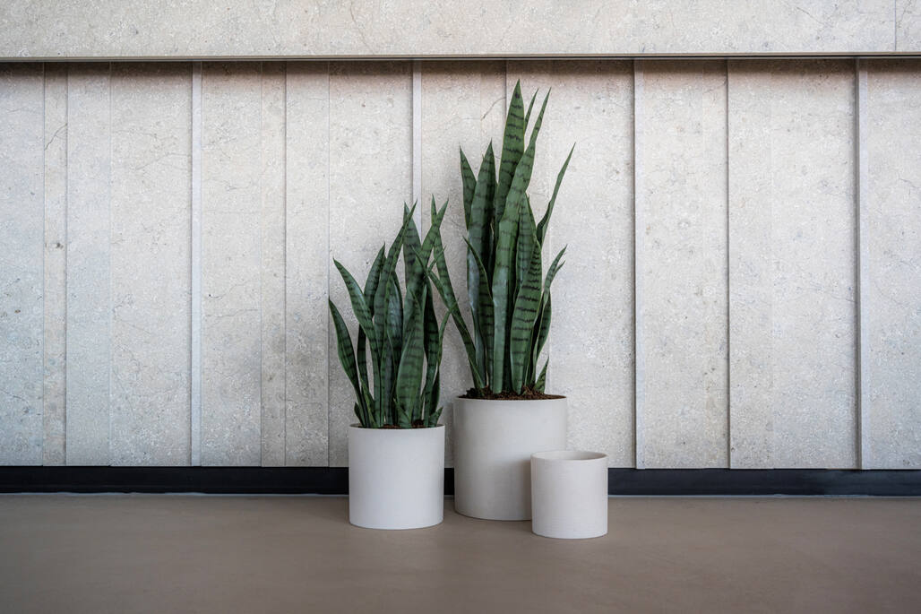 Sansevieria S, Green