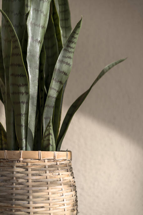 Sansevieria S, Green