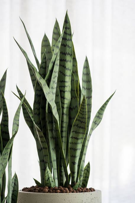 Sansevieria M, Green