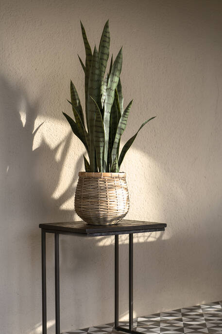 (US) Sansevieria