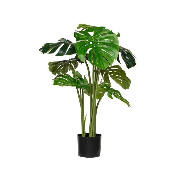 Monstera (EU)