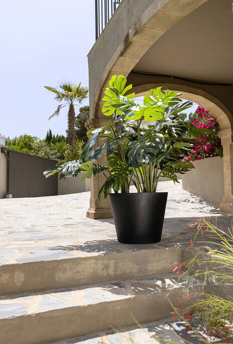 Monstera (EU)