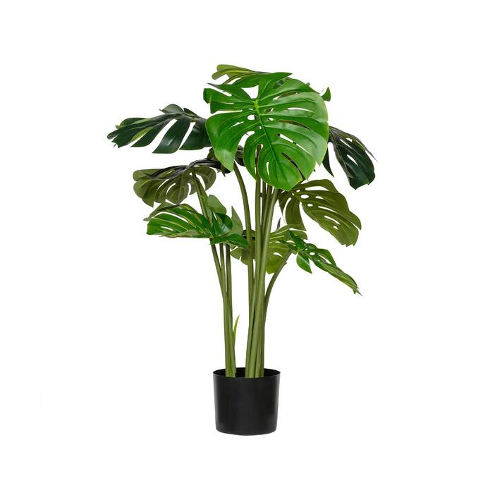 Monstera (EU)
