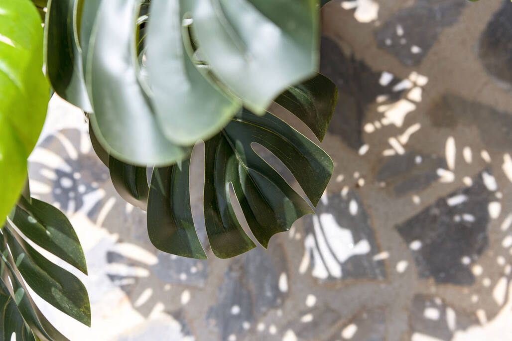 Monstera XXL, Green