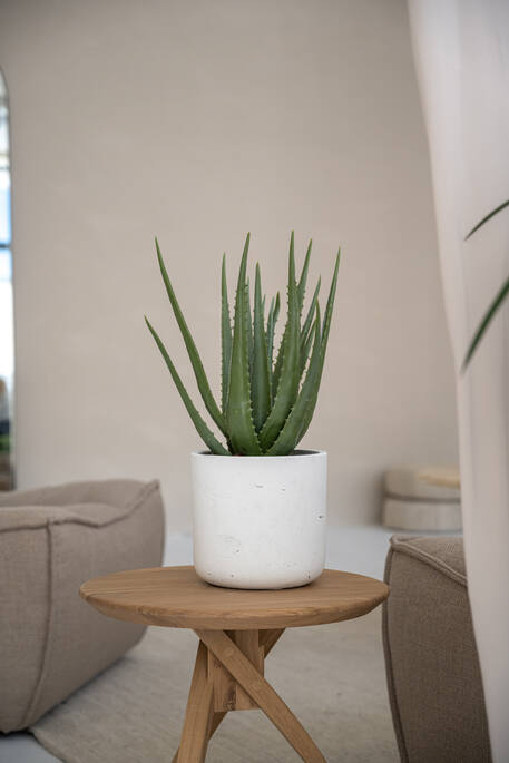 (S) Aloe M, Green