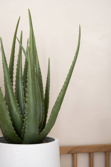 (S) Aloe M, Green