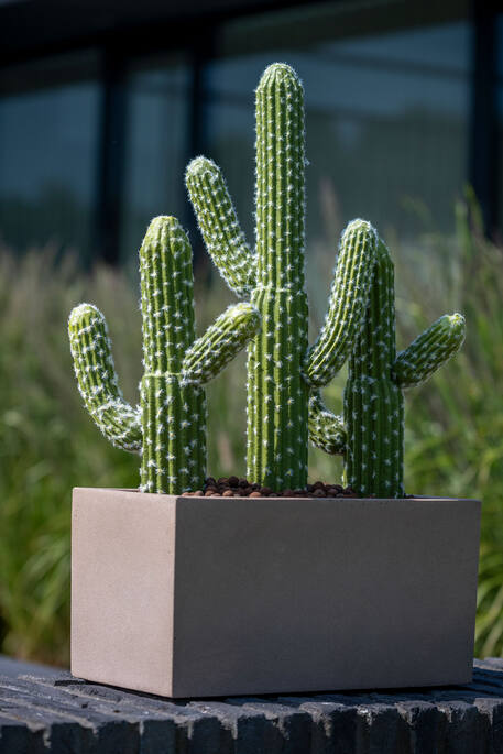 Cactus Saguaro M, Green