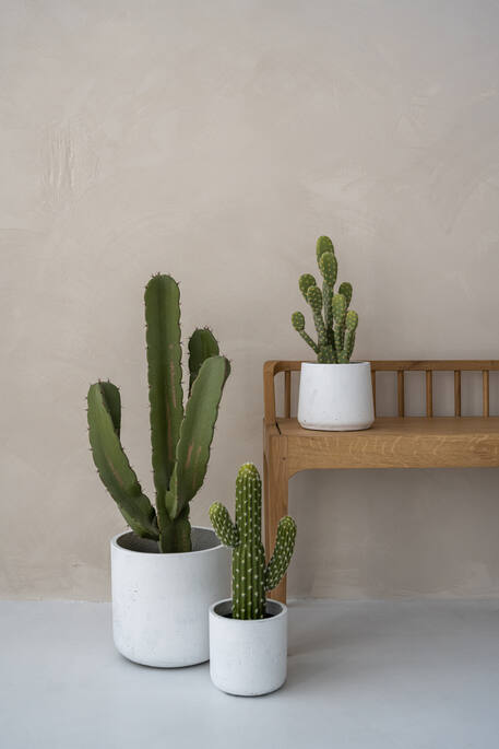 Cactus Opuntia