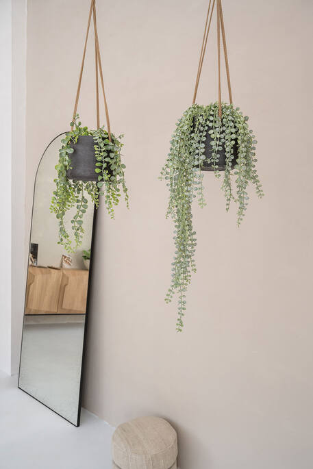 Senecio EU