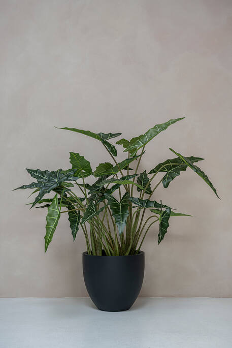 Alocasia Taro (EU)