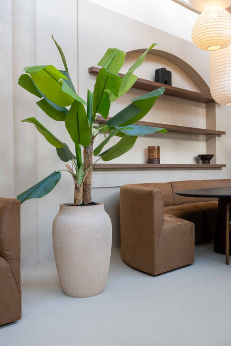 Banana Tree (EU)