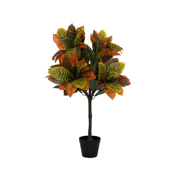 Codiaeum (EU)