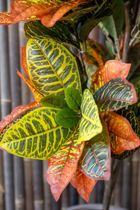 Codiaeum (EU)