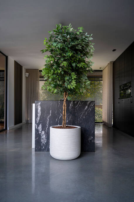 Ficus tree (EU)