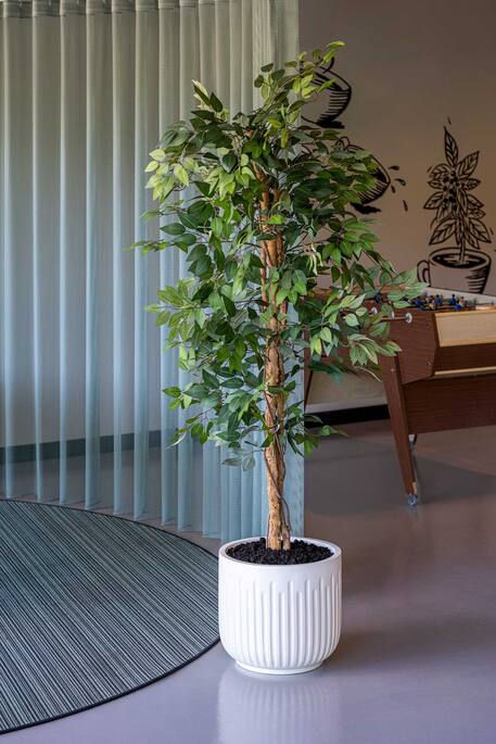 Ficus tree L, Green