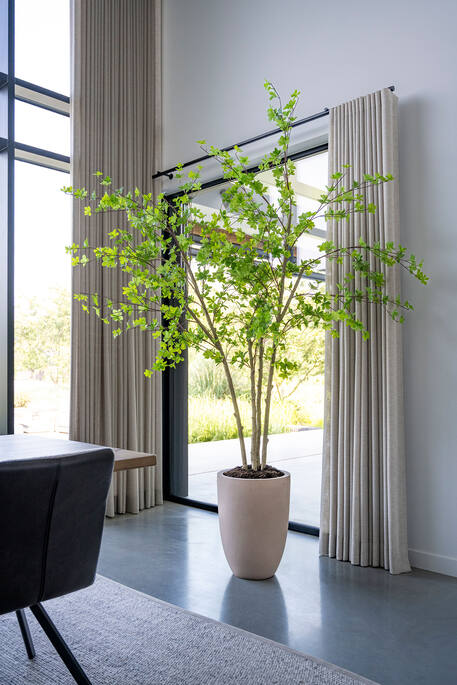 Enkianthus perulatus EU
