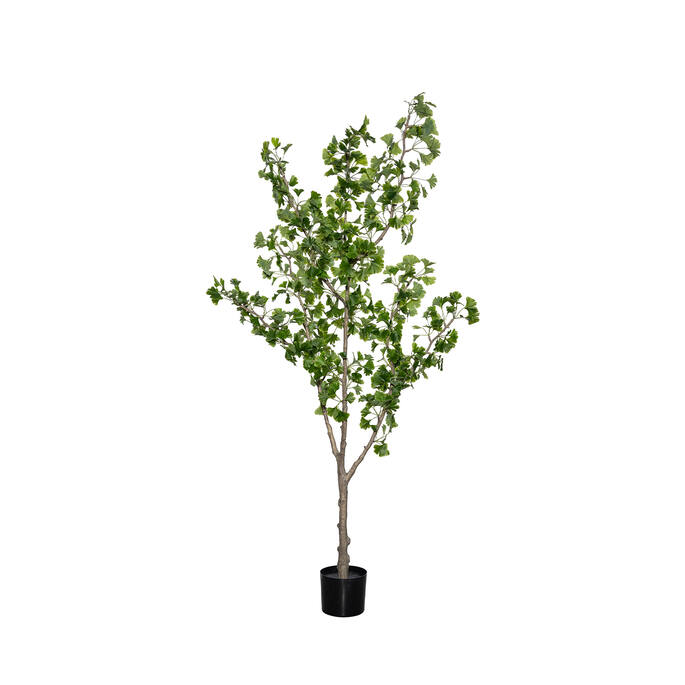 (EU) Ginko Biloba 