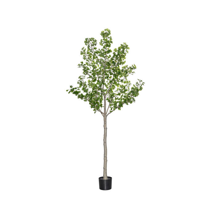 (EU) Ginko Biloba 