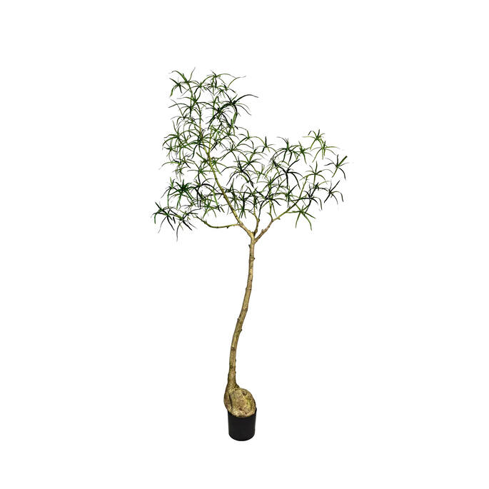 (EU) Queensland bottle Tree 