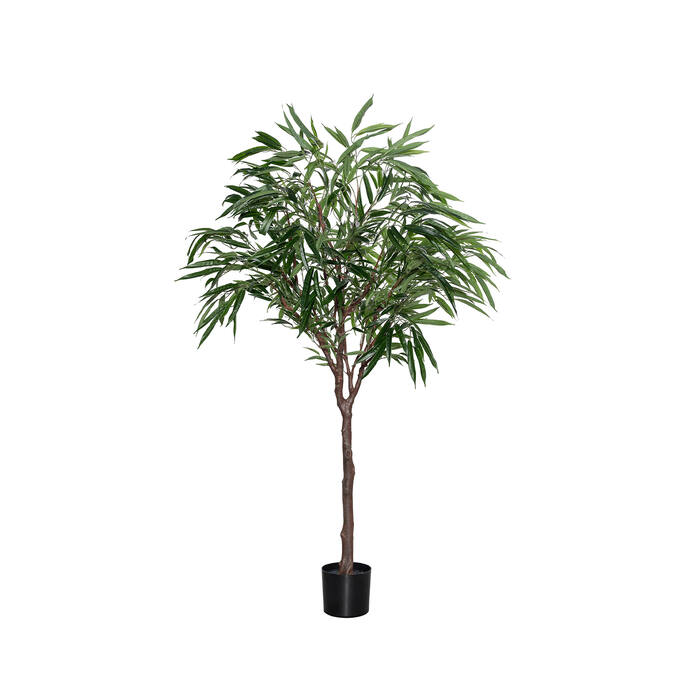 (EU) Ficus Alii Tree 