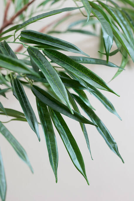 (EU) Ficus Alii Tree 