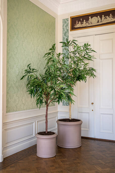 Ficus Alii Tree L, Green