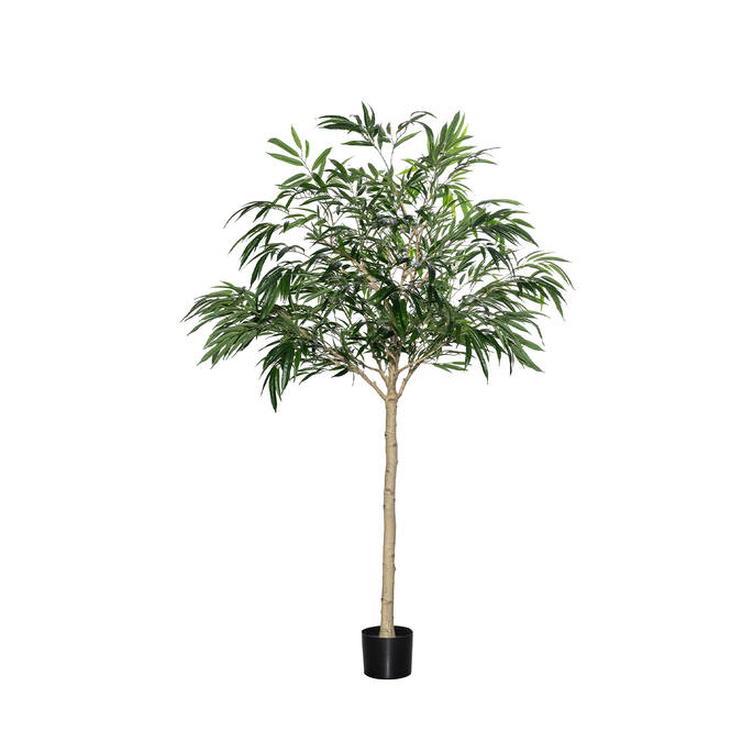 (EU) Ficus Alii Tree 