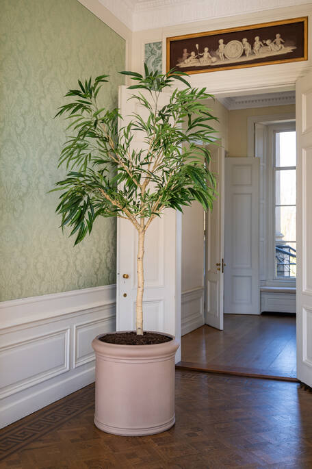 (EU) Ficus Alii Tree 