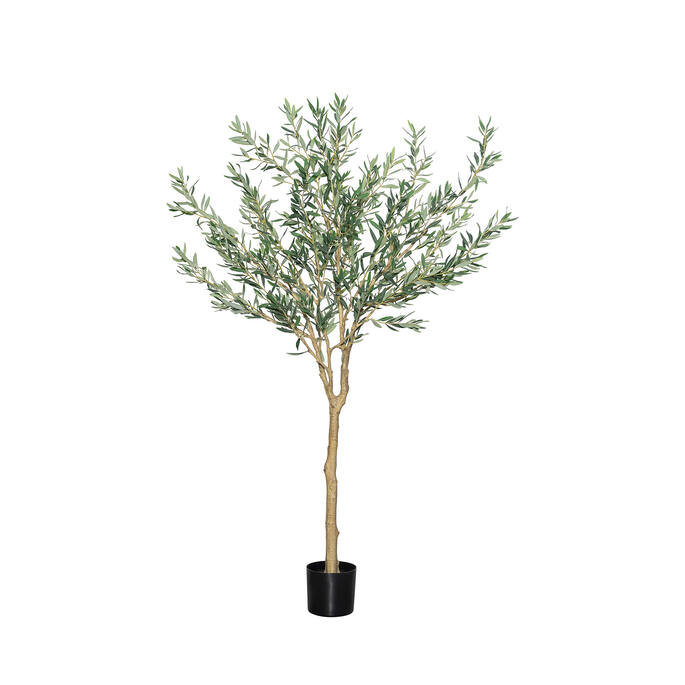 (EU) Olea Europaea Tree 