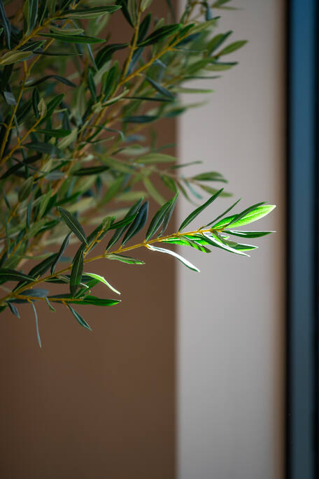 Olea Europaea Tree L, Green
