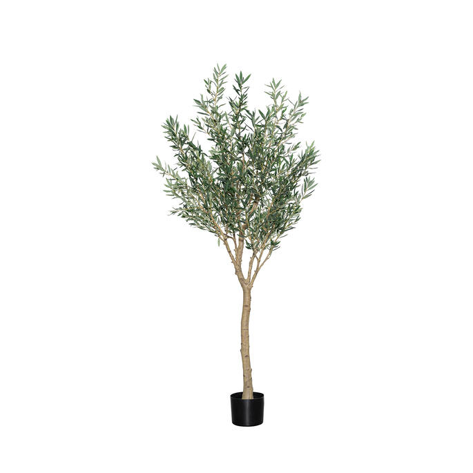(EU) Olea Europaea Tree 