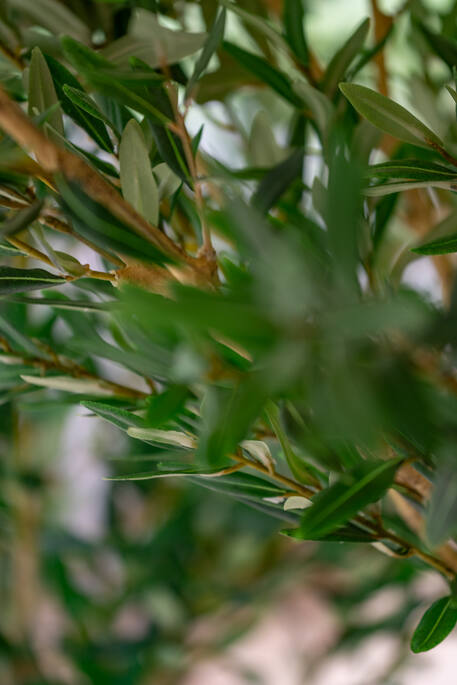 Olea Europaea Tree XL, Green