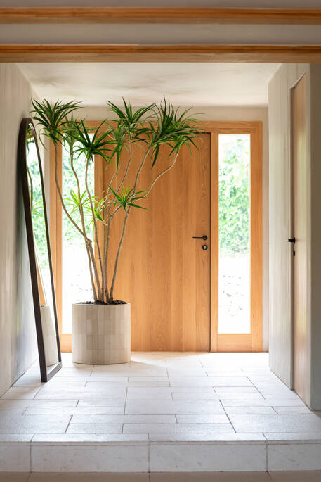 Dracaena Marginata XL, Green
