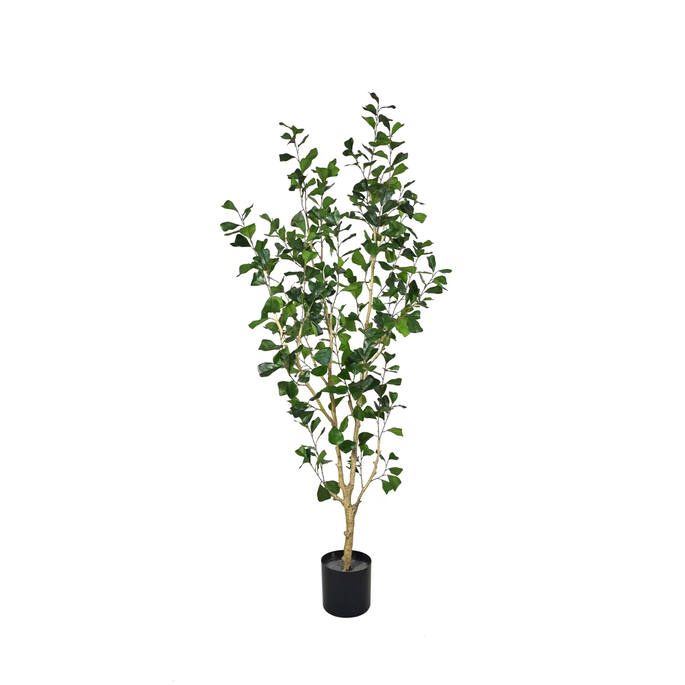 Ficus Triangularis Tree L, Green