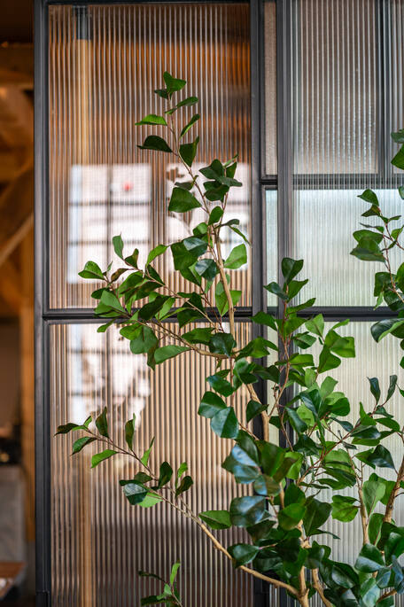Ficus Triangularis Tree L, Green