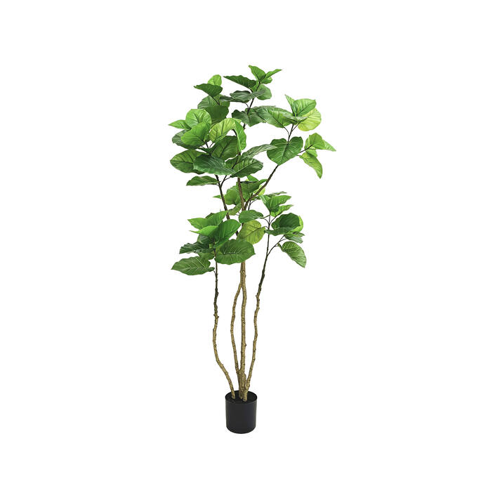 Ficus Umbellata L, Green