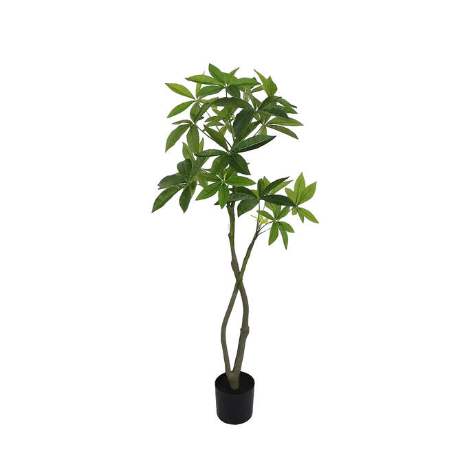 Pachira Aquatica Tree M, Green
