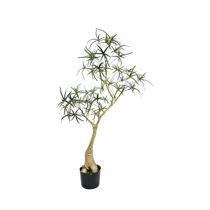 (EU) Queensland bottle Tree 