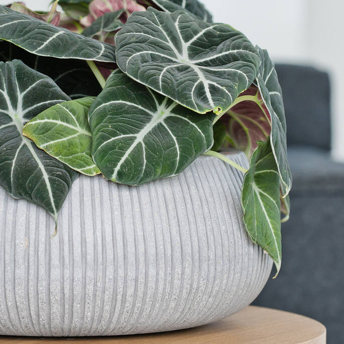 Eileen XL, Light Grey (vert. ridg.)